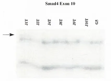 Table  3.1  associated with their coutries,  p53  gene mutation,  and HBV  integration  status.