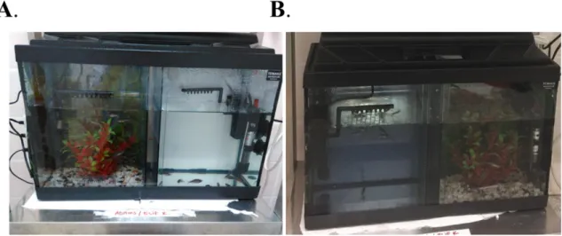 Figure 2.2 A pilot study with white background (A). Used experimental setup for  enrichment study  with  dark blue background (B)  Adapted  from  Karoglu-Eravsar  et al., 2021 [74]