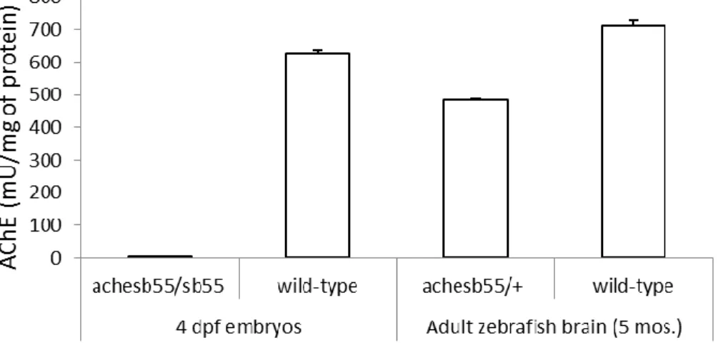 Figure  2.3  Optimization  of  AChE  assay  by  using  ache sb55/sb55  embryos  and  ache sb55/+  brains