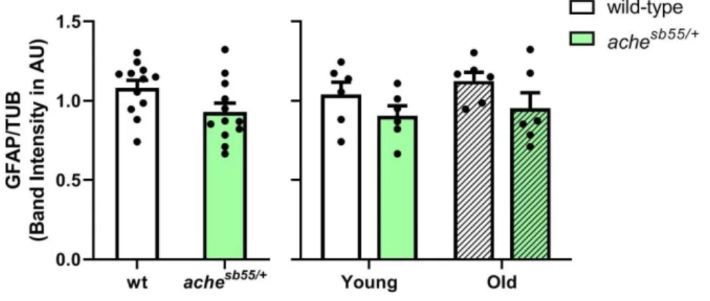Figure  3.20  GFAP  levels  across  genotype  and  age  groups.  Error  bars  =  +Standard Error Mean 