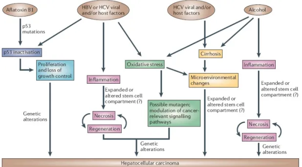Figure 1.2 Mechanisms of hepatocarcinogenesis (2).  