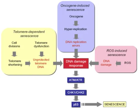 Figure 1.4 Senescence pathways (52). 