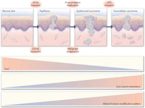 Figure 1.6  Epigenetic Alterations in Tumor Progression, skin tumor as a model (94). 