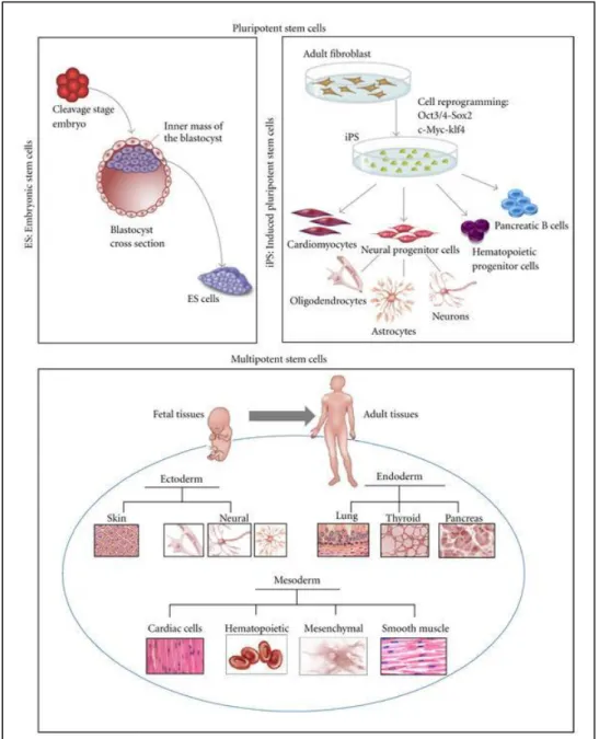 Figure 1.1 Type of stem cells and their origin; pluripotent embryonic stem cells  (ES), induced pluripotent stem cells (iPS), and multipotent fetal and adult stem  cells (Figure is adopted from  1 )   