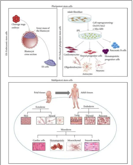 Figure 1.1 Type of stem cells and their origin; pluripotent embryonic stem cells  (ES), induced pluripotent stem cells (iPS), and multipotent fetal and adult stem  cells (Figure is adopted from  1 )   