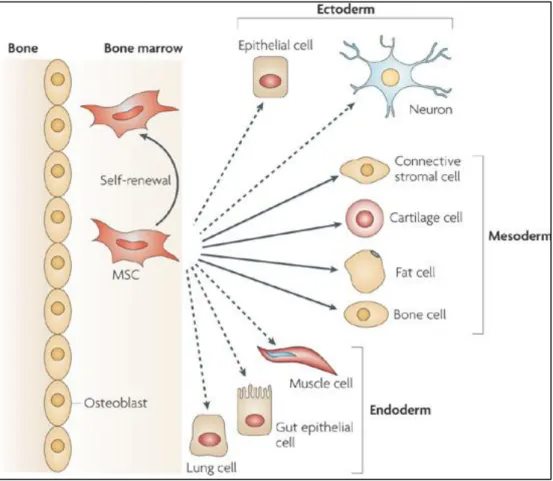Figure 1.3 Types of cells differentiated from bone marrow derived MSC and  their germ layers (Figure is adopted from  54 ) 