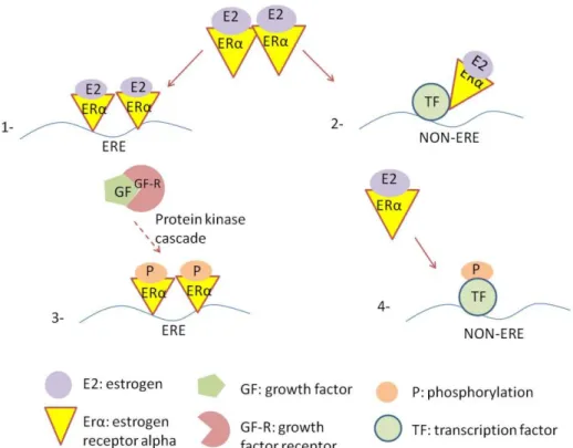 Figure  1.4  Estrogen  receptor  signaling  pathways  1.  ERE-dependent  classical  pathway 2