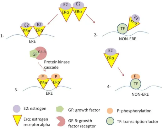 Figure  1.4  Estrogen  receptor  signaling  pathways  1.  ERE-dependent  classical  pathway 2