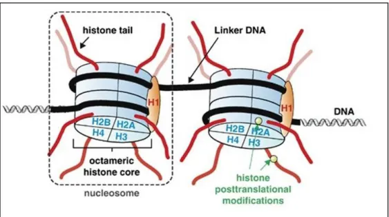 Figure 1.5 Core histone structure (Figure is adopted from 194 ) 