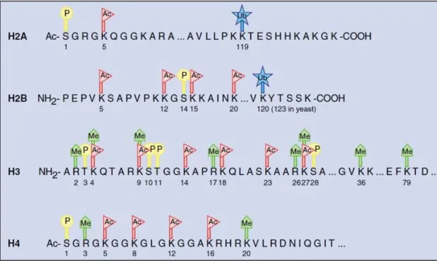 Figure  1.6  Post-translational  covalent  histone  modifications  on  core  histone  proteins