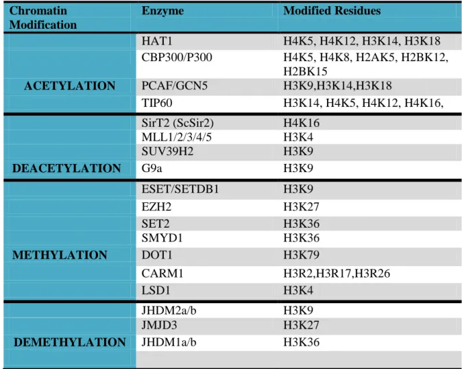 Table 1.2 Mammalian histone modification enzymes 