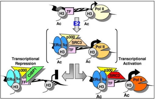 Figure 1.7  Demonstration of repression of early target genes mediated by ERα  (Figure is adopted from 153 ) 
