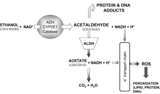 Figure  1.1.3  :  Hepatic  ethanol  metabolism.  Ethanol  is  metabolized  to  acetaldehyde  which  is  then  metabolized  by  acetaldehyde  dehydrogenase  to  acetate  (from 