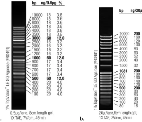 Figure 3.1 : Markers used for agarose gel electrophoresis. a. GeneRuler™ DNA  Ladder Mix; b