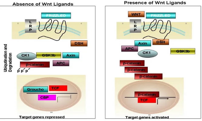 Figure 1.2: Overview of the canonical Wnt signaling pathway, (Modified from ref. 60) A) In the absence of Wnt  ligands, the cytoplasmic  β-catenin is degraded in the destruction complex, composed of APC, axin/conductin, and  GSK-3β