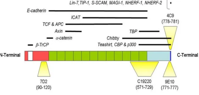 Figure  1.3  Schematic  view  of  β β-catenin  protein  domains,  principal  interacting  proteins  and  monoclonal  β β antibody epitopes [Yuzugullu et al, unpublished data]