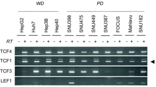 Figure  4.1.4  Comparative  analysis  of  TCF/LEF  transcription  factors  in  hepatocellular  carcinoma  cell  lines