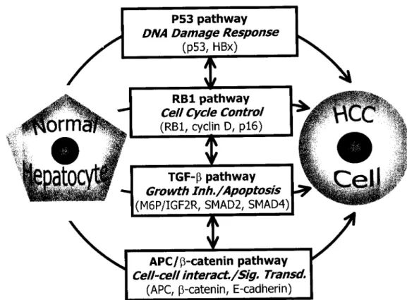 FIG. 1.  Main regulatory  pathways altered  in human hepatocellular  carcinomas. The  most frequently  mutated genes of  each  pathway are also shown