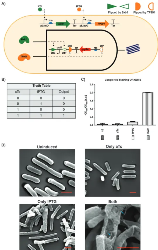 Figure 1.  Production of engineered curli fibers controlled by the AND gate. A) Dual recombinase controller is with pLtetO-Bxb1 and pLlacO-TP901