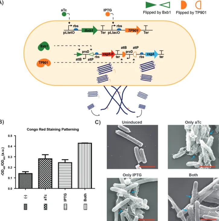 Figure 3.  Production of engineered curli fibers by curli patterning gate. A) Dual recombinase controller is with pLtetO-Bxb1 and pLlacO-TP901