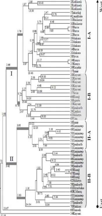 Figure 1.  Phylogenic tree of  59 wild individuals based  on Nei’s [26] unbiased genetic distance and UPGMA  modified from NEIGHBOR procedure PHYLIP version  3.5