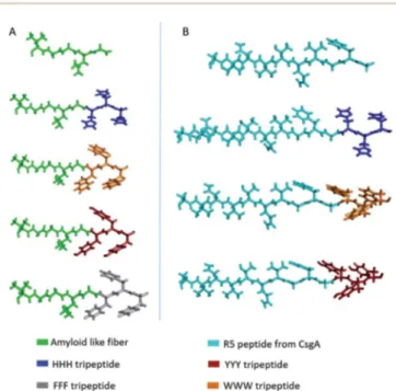 Fig. 1 Molecular models of designed synthetic peptides. (A) Amyloid- Amyloid-like ﬁber templated peptides