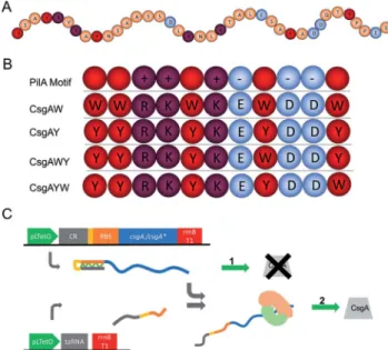 Fig. 5 Crystal violet (CV) staining (A) showed that bio ﬁlms were formed by E. coli DcsgBA cells containing modiﬁed CsgA (CsgAW, CsgAWY, CsgAY, and CsgAYW) and CsgA in the presence of aTc.