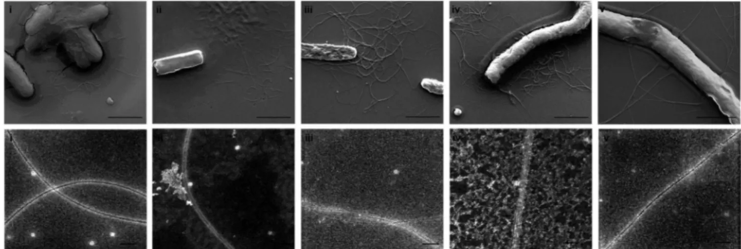 Fig. 6 (A) Scanning electron microscopy images of the CsgA ﬁbers and the designed conductive CsgA ﬁbers produced by E