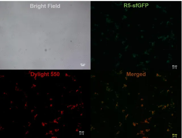 Figure 15. ICC experiment for displayed R5-sfGFP protein with antihis antibody  conjugated with Dylight550 (white bars: 50 µm)  