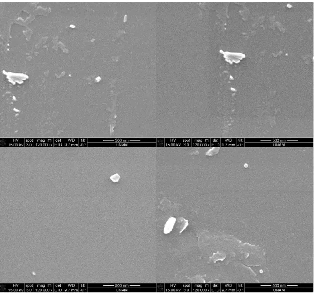 Figure  17.  SEM  images  after  silica  precipitation  reaction  using  supernatant  of  induced cells containing R5-sfGFP vector 