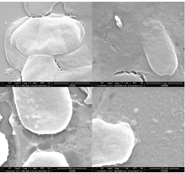 Figure 19. SEM images after silica precipitation reaction using  uninduced cells  containing R5-sfGFP vector 