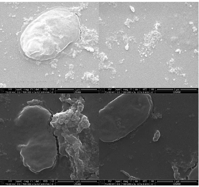 Figure  20.  SEM  images  after  silica  precipitation  reaction  using  induced  cells  containing R5-sfGFP vector 