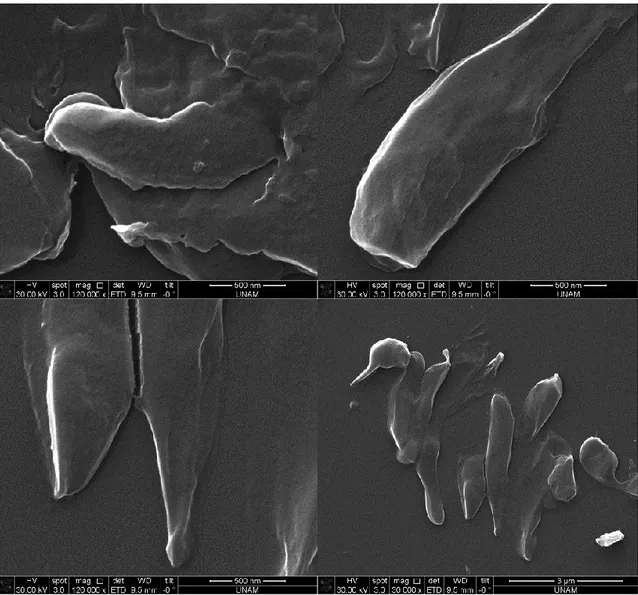 Figure 21. SEM images after silica  precipitation reaction using uninduced cells  containing R5-sfGFP vector 