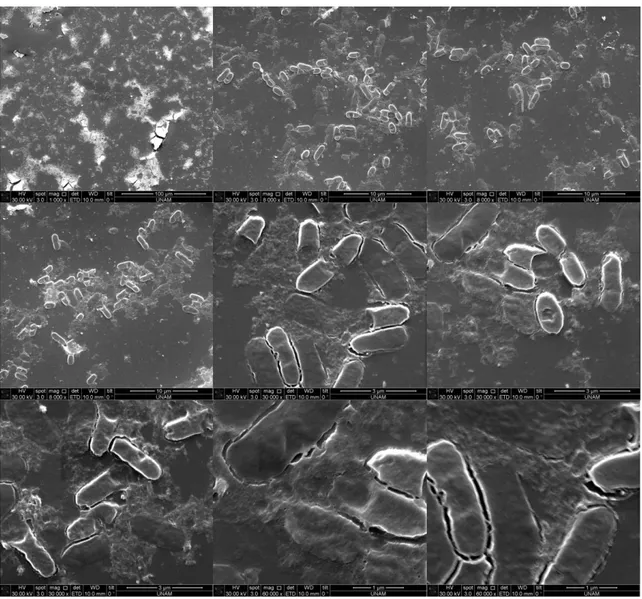 Figure  35.  SEM  images  after  silica  precipitation  reaction  using  induced  cells  containing R5-sfGFP vector 