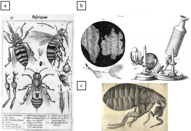 Figure 1.2 Early microscopy images. (a) First credited microscope image belongs to  bee  insects  [11]