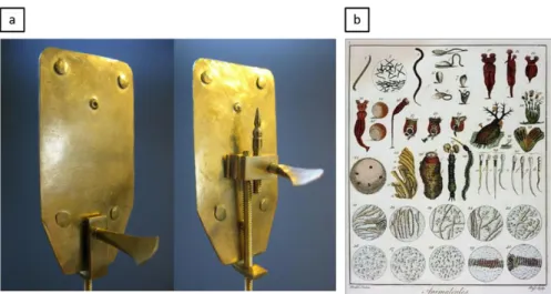 Figure  1.3  The  first  observation  of  microorganisms.  (a)  Van  Leeuwenhoek’s  microscope