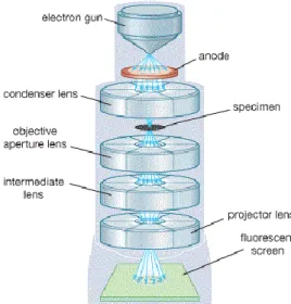 Figure 1.4 Scanning electron microscope (SEM) setup and components [22]. 