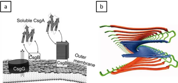 Figure  1.8  Biogenesis  of  amyloid  nanofibers.  (a)  Amyloid  formation  at  cell  outer  membrane [71]