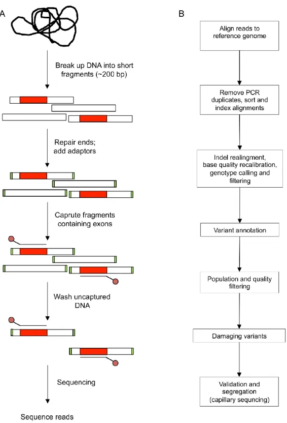 Figure 1.1 Workflow of exome sequencing. (A) Isolated genomic DNA is randomly sheared 
