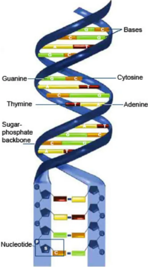 Figure 2.1: DNA structure