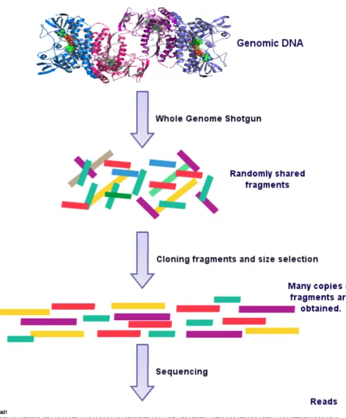 Figure 2.2: Whole Genome Shotgun Sequencing