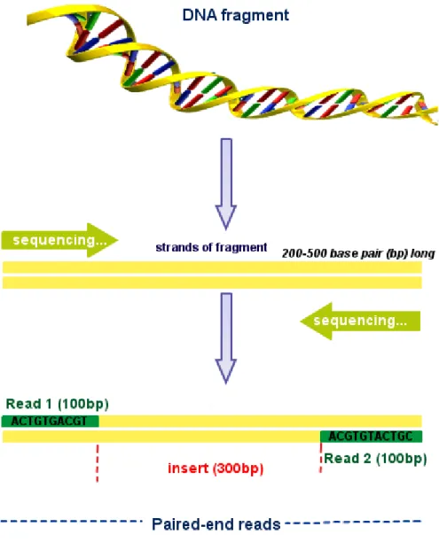 Figure 2.3: Paired-end reads