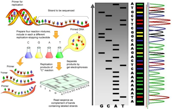 Figure 2.4: Sanger Sequencing Method