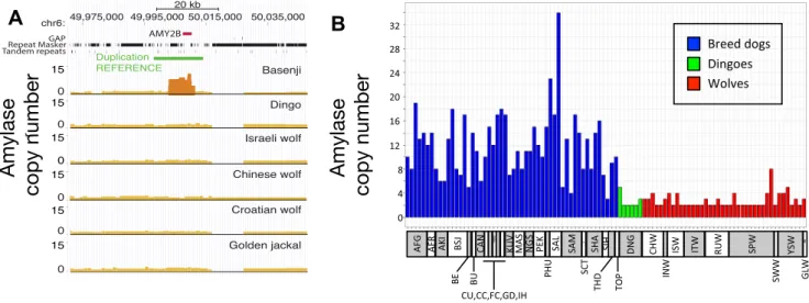 5, Table S10). Considering a full multi-population demographic model with gene flow, we infer that dogs diverged from wolves at around 15 kya (CI: 14–16 kya)