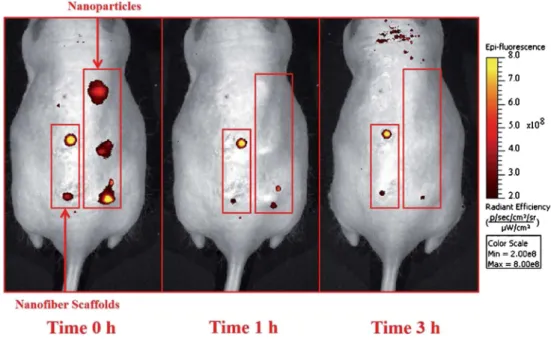 Fig. 16 Fluorescence measurements of glucose-sensitive nanoparticles and nanofiber scaffolds over time in vivo