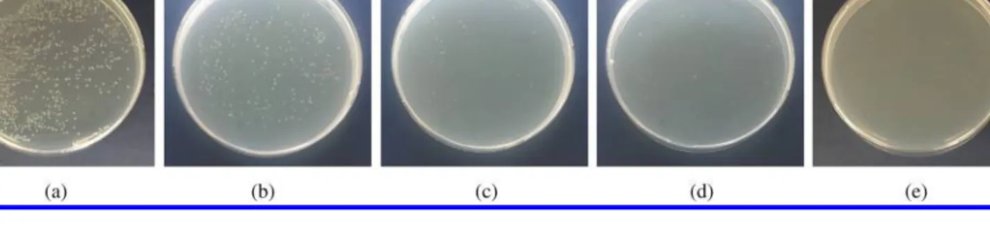 Fig. 4. Plate photographs for E. coli on semi-solid LB agar plates under photo-irradiation (a) without TPP-3Man-CB7  (b) 2.41 µM TPP-3Man-CB7-treated (c) 3.80 µM TPP-3Man-CB7-treated (d) 4.71 µM TPP-3Man-CB7-treated (e) 5.60 µM  TPP-3Man-CB7-treated