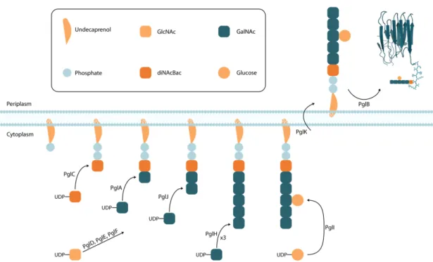 Figure 3: Illustration of C. jejuni pgl glycosylation machinery. (Li et al., 2017; 