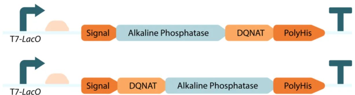 Figure 5: Schematic representation of the designed constructs of phoA genes.  