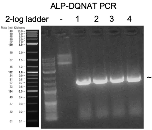 Figure 6: Agarose gel electrophoresis image of ALP-DQNAT PCR for cloning.  