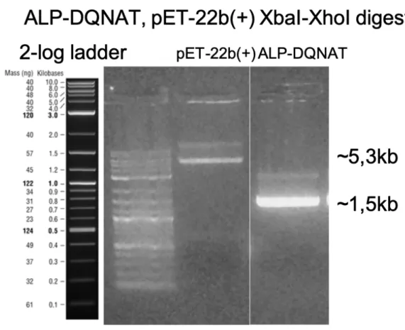 Figure 7: Agarose gel electrophoresis image of ALP-DQNAT and pET-22b(+)  DNA fragments double digested with XbaI and XhoI